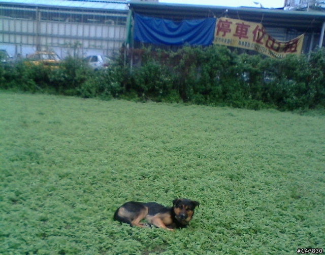 (12/28消失中)[惡意遺棄寵物]誰家的小狼忘記帶走--新店中央路與百忍街交叉口