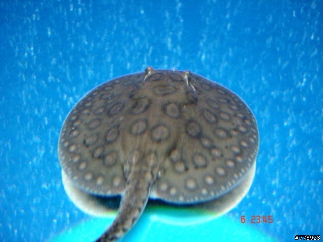 我的新寵物！～幼幼魟～