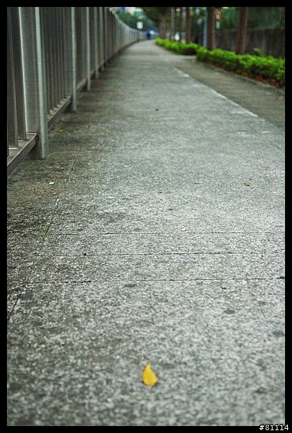 中和~鶯歌自行車道 路面寫真 (圖多)