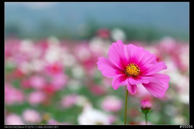 苗栗三灣花海