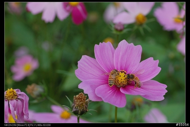 苗栗三灣花海