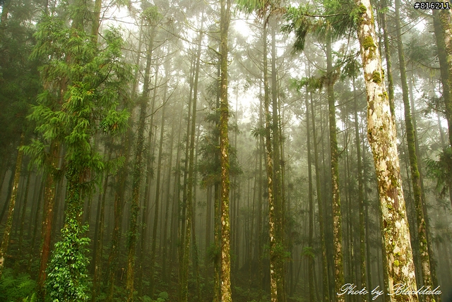明池國家森林遊樂區