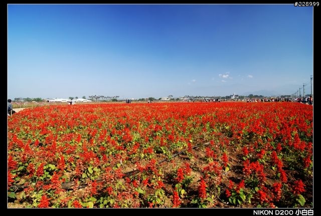 新社花海
