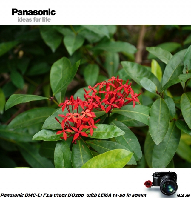 炒冷飯!Panasonic DMC-L1便宜入手簡易開箱文[已新增實拍照]