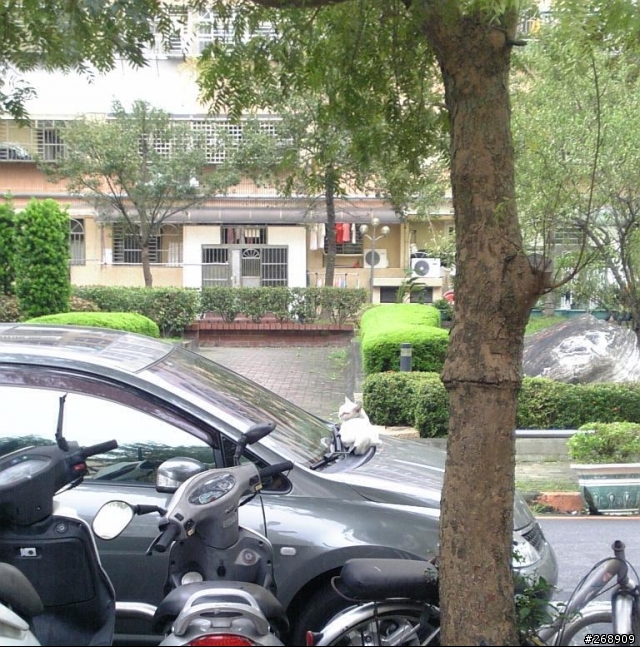 [閒聊]龍貓公車被咬了