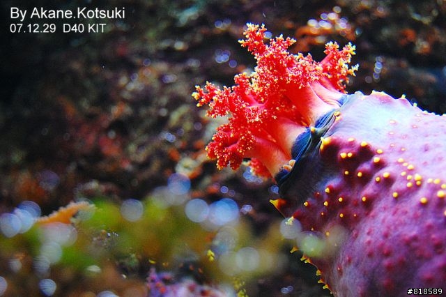 D40、水族箱攝影