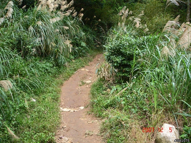 觀音山硬漢嶺(標高612公尺)
