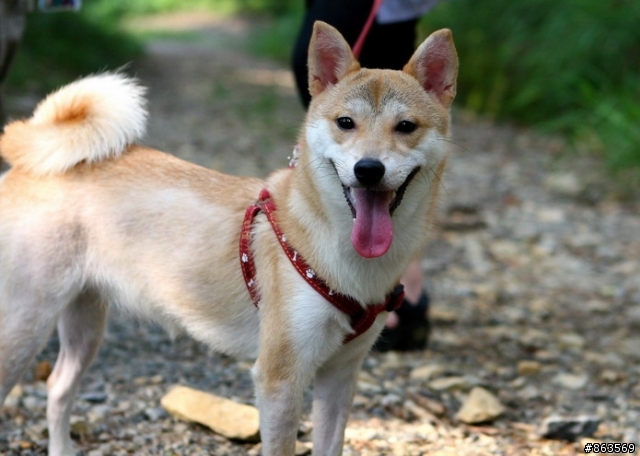 家有柴柴,希望愛柴人士一起共同討論柴犬的點點滴滴
