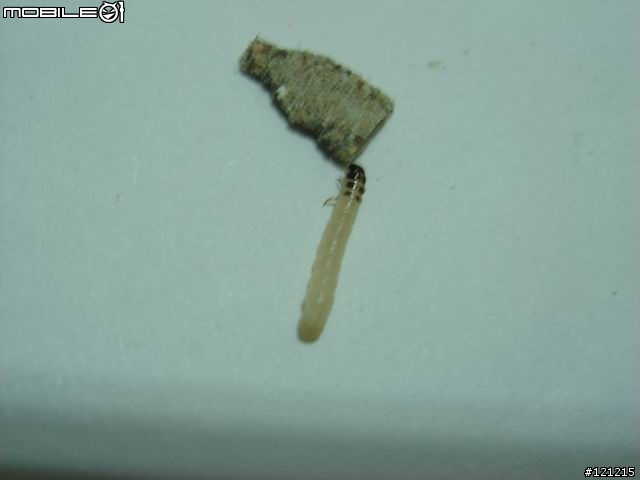 [圖文並茂]這是什麼怪蟲？