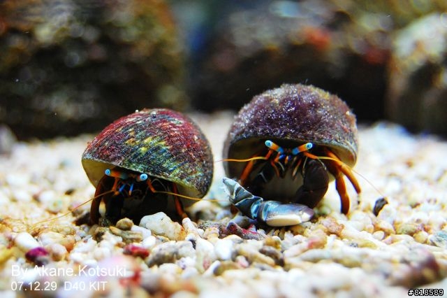 D40、水族箱攝影