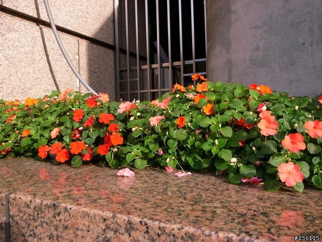 GRD2 (顏色不飽和 是我不會拍 還是它有問題?)