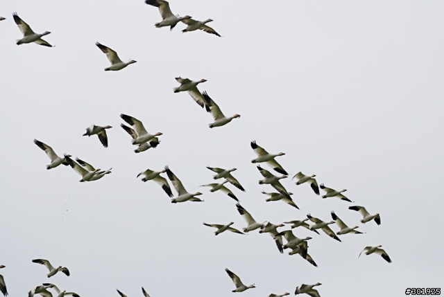 [分享] 物美價廉的打鳥鏡 Nikkor 70-300 VR