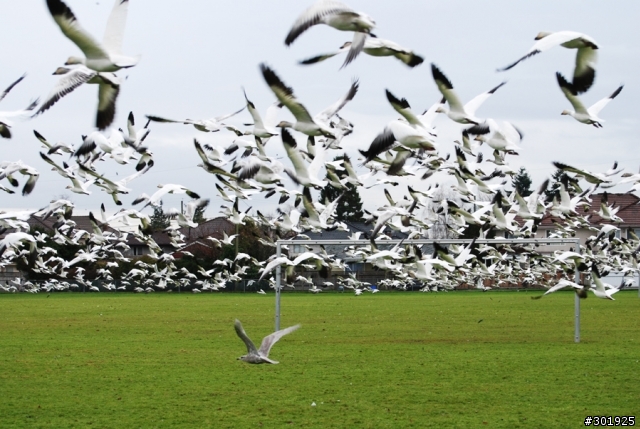 [分享] 物美價廉的打鳥鏡 Nikkor 70-300 VR