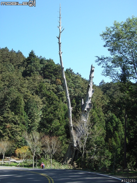 [遊記]阿里山-塔塔加