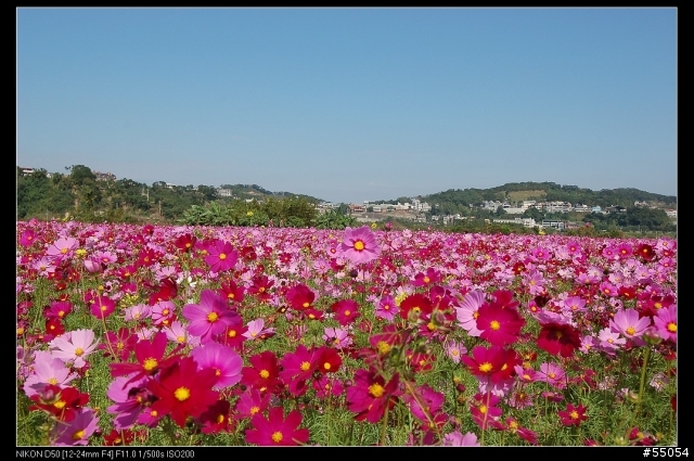 苗栗三灣花海