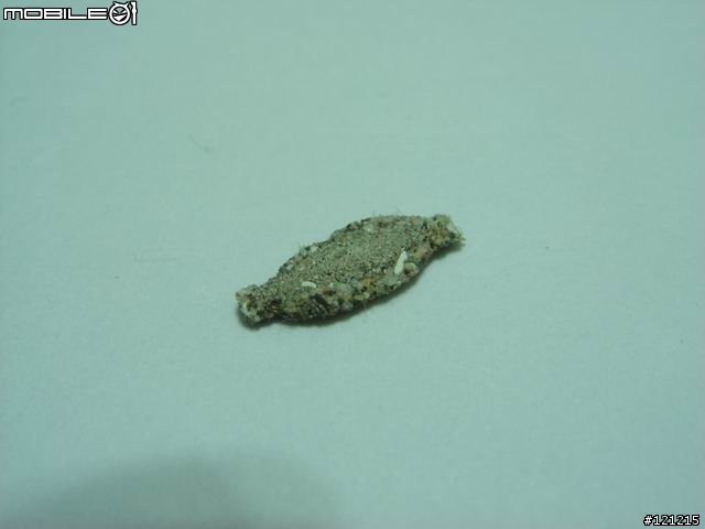 [圖文並茂]這是什麼怪蟲？