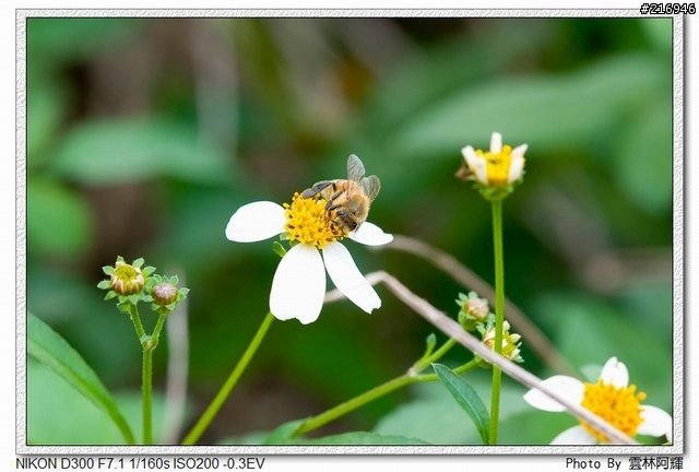 D300拍幾張生態照分享
