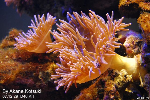 D40、水族箱攝影