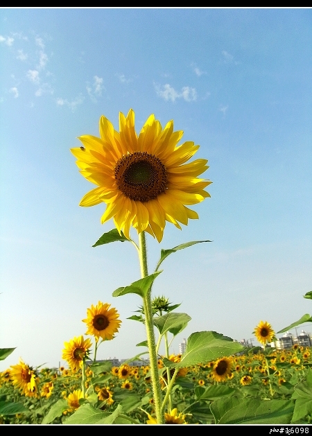 分享~~橋頭也有花海喔 ^^