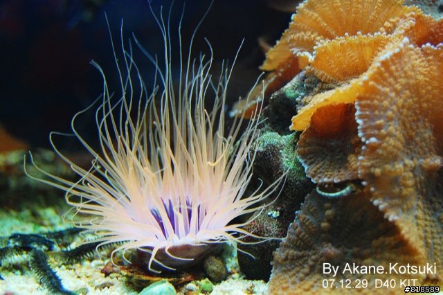 D40、水族箱攝影