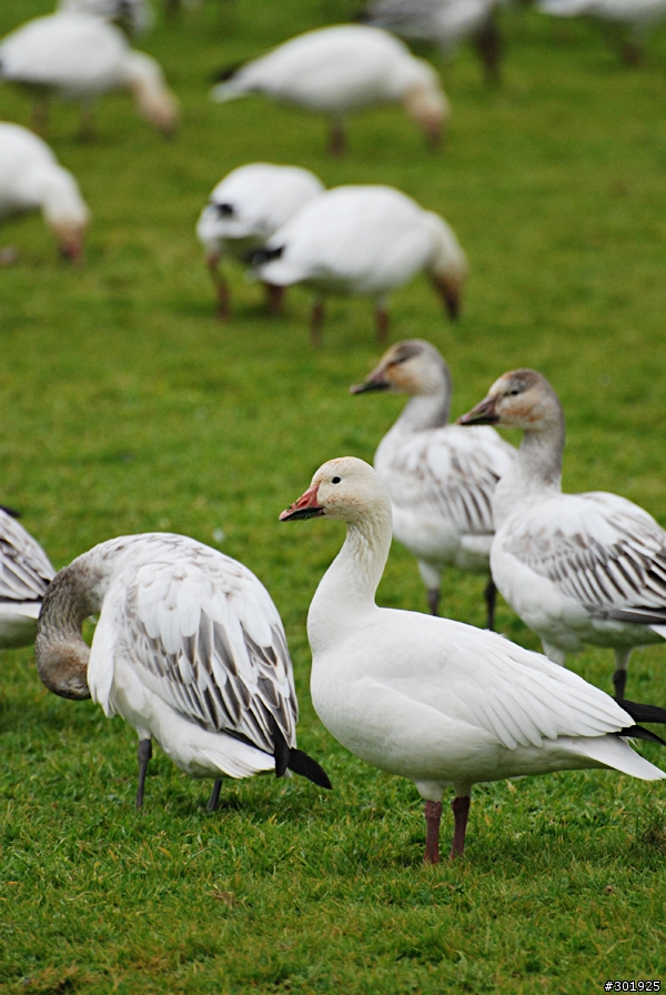 [分享] 物美價廉的打鳥鏡 Nikkor 70-300 VR