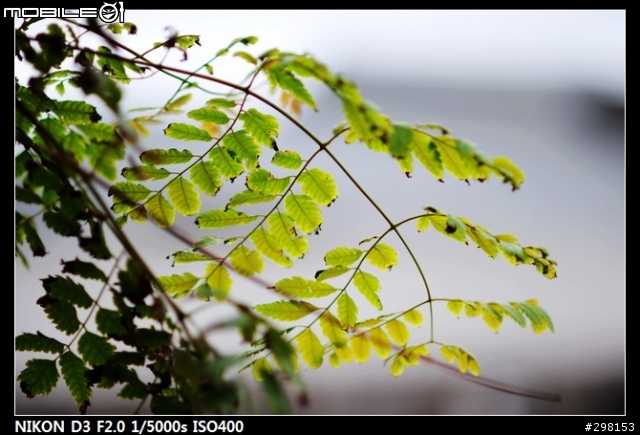 (測試相片補齊)機皇硬碰硬之 Canon 1Ds Mark III PK Nikon D3
