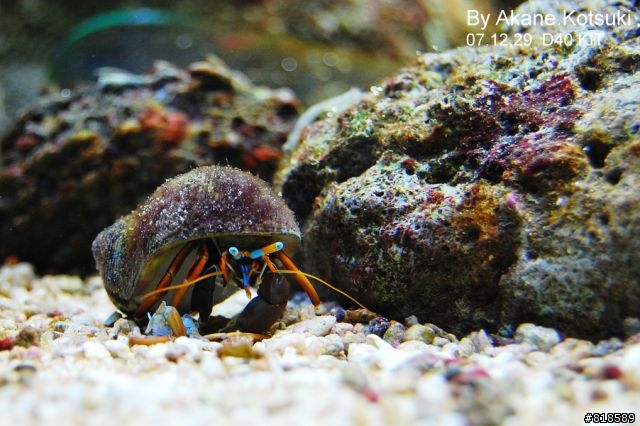 D40、水族箱攝影