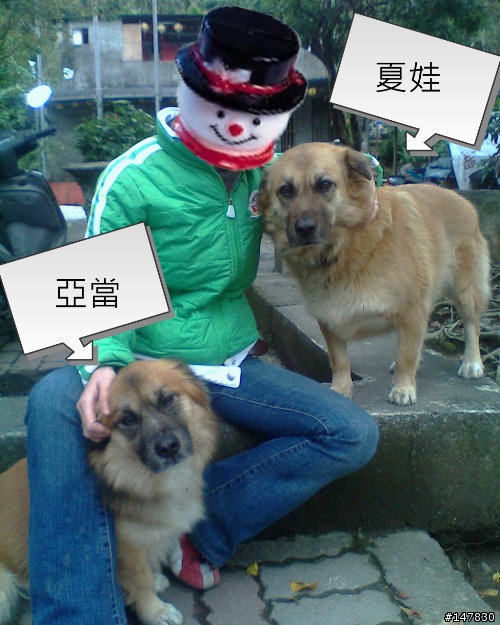 (12/28消失中)[惡意遺棄寵物]誰家的小狼忘記帶走--新店中央路與百忍街交叉口