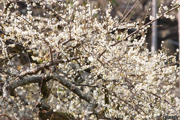 風櫃斗