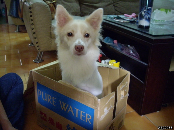 [逸品]機動廚餘桶+自走式暖爐