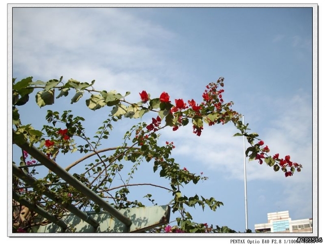 Pentax E40 剛入手試拍