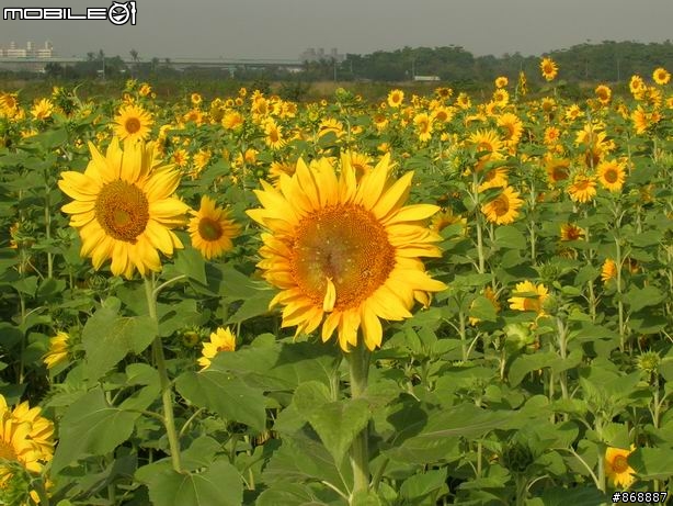 [遊記]橋頭~向日葵花海、花卉、糖廠
