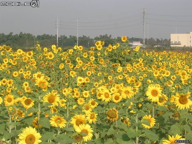 [遊記]橋頭~向日葵花海、花卉、糖廠