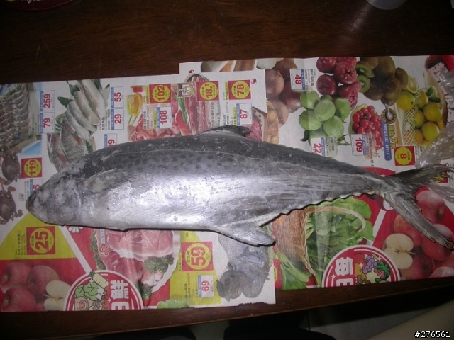 請問這條是什麼魚，如何料理？（希望版主讓我放個幾天）