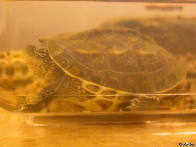 老婆不在家之-身騎白馬鼻水雙管流新中橫之行(1/6照片全部上傳完畢)