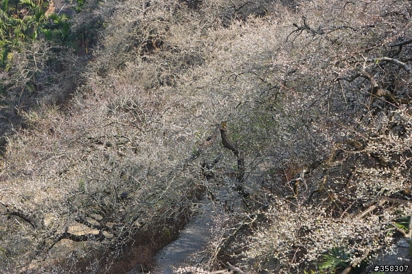 風櫃斗