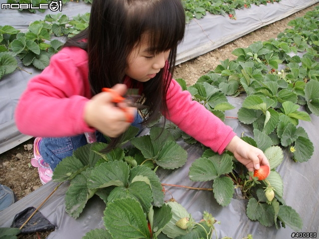 [分享]2008台南新市向日葵花海