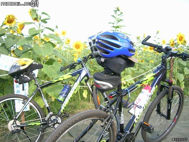 [遊記]橋頭~向日葵花海、花卉、糖廠