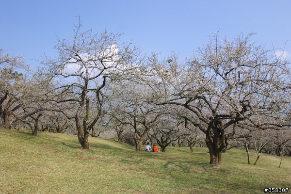 風櫃斗