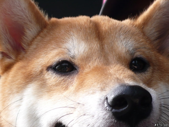 有養柴犬的大大們,一起來分享一下你們家可愛的寶貝柴犬吧!!!