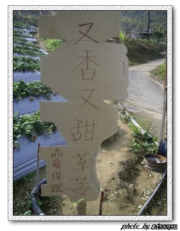 劉正男の高山草莓~泰安鄉大坪部落~
