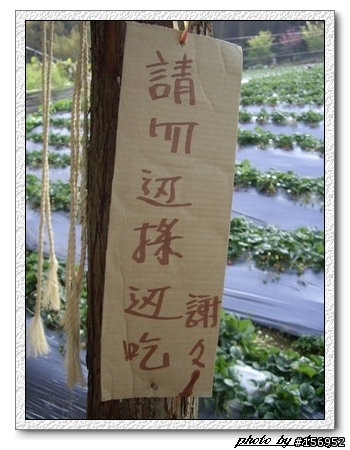 劉正男の高山草莓~泰安鄉大坪部落~