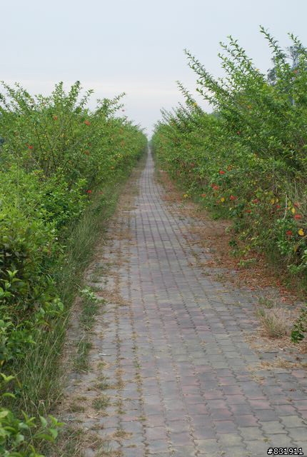 高屏溪自行車路線(照片)--高屏舊鐵橋至雙園大橋段(高雄) / 高屏大橋至雙園大橋段(屏東)