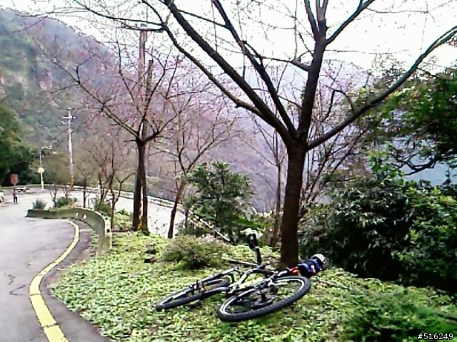 大尖山的櫻花開了!