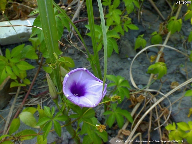 [分享] 冷飯熱炒P990i 日拍 / 近拍