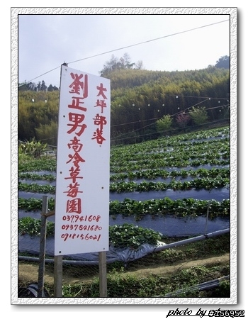 劉正男の高山草莓~泰安鄉大坪部落~