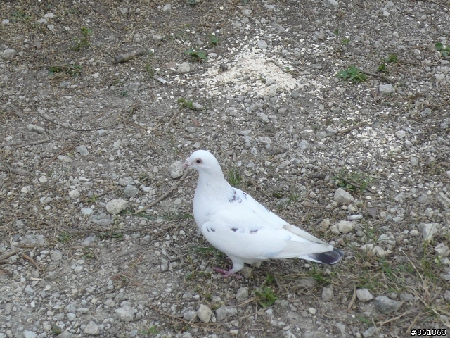 愛河=>鳥語花香=>雷達站=>元亨寺