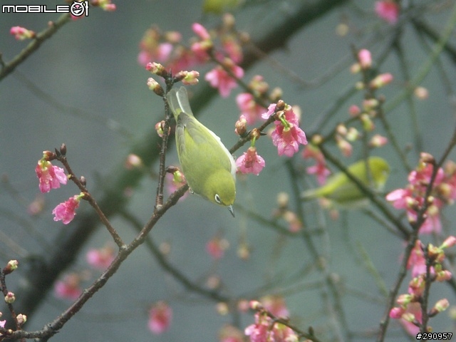 我家門前的櫻花與鳥...