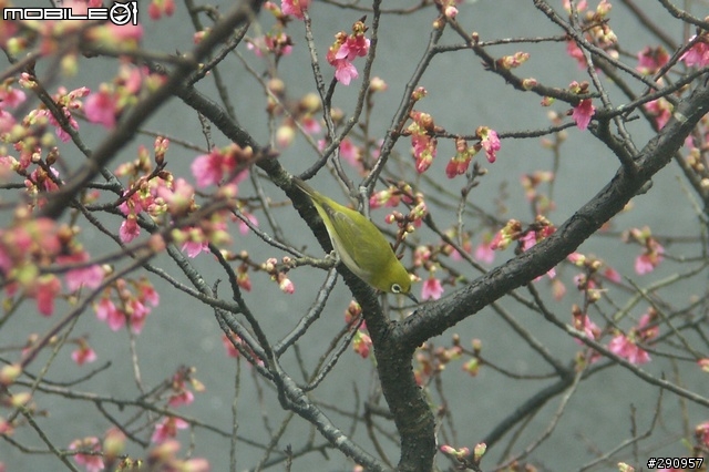 我家門前的櫻花與鳥...