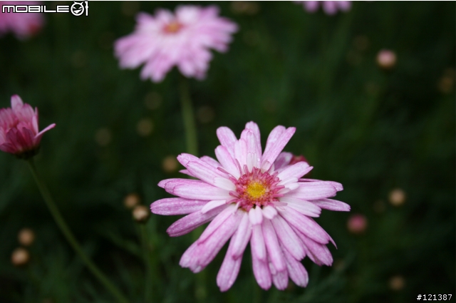 400D+EF S 18-55mm II該上17-55mm F2.8 IS 嗎？請大大們給點意見